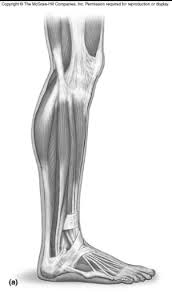 Want to learn more about it? Anatomy Side Of Lower Leg Muscles Diagram Quizlet