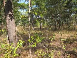 Image result for Brachystegia wangermeeana