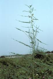 Image result for Sesbania pachycarpa