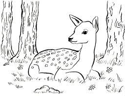 Fawn Coloring Page Samantha Bell Deer Coloring Pages Dolphin Coloring Pages Horse Coloring Pages