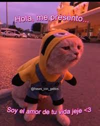 Pin De Alejandro En Memesss Xddd En 2020 Memes Lindos Memes Romanticos Memes Divertidos