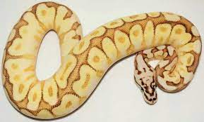 Queen Bee Yellow Belly Herp House Ball Python Morphs Ball Python Python