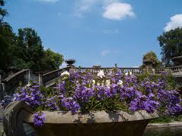 Image result for foto Vějířovka