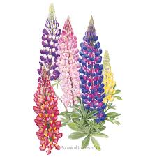 Specific ingredients in lupin might lower cholesterol and blood sugar. Lupine Russell Blend Lupine Seeds Heirloom Sustainable Organic Q8