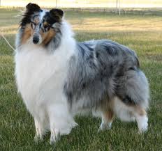 Blue Merle Rough Collie Rough Collie Types Of Dogs Breeds Dog Breeds