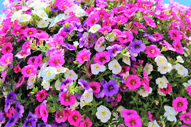 Image result for calibrachoa million bells