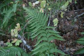 Image result for Drypetes arguta