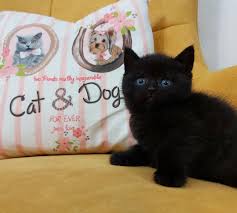Mersin Ici Cins Kedi Sahiplendirme Ve Es Arayanlar Home Facebook