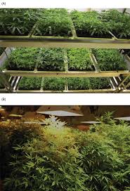 Even if you're not an avid indoor but those seedlings will grow up and need more room. 5 Indoor Vegetative Propagation Of Cannabis Sativa A Vegetative Download Scientific Diagram