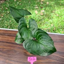 Image result for Cyanastrum