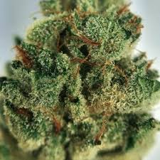 Gorilla glue #4 strain cannabis delivery to your door anywhere in los angeles. Buy Gorilla Glue 4 Weed Buy Weed Online