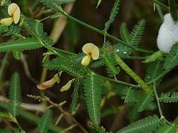 Image result for Aeschynomene uniflora