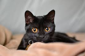 ‪The Evolution of House Cats | How Were Cats Domesticated?‬‏