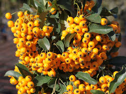 Feuerdorn (pyracantha coccinea) der mit starken dornen besetzte strauch ist immergrün. Feuerdorn Pyracantha Infos Pflanzen Dieser Gattung