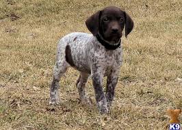The german shorthaired pointer was officially recognized in germany during the late 19th century, and the breed made its entrance into america in 1925. German Shorthaired Pointer Puppy For Sale Laid Back Akc Gsp Female Spice Dreamer Black C 7 Years Old