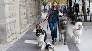 Nonton film a dog's journey (2019) bioskop box movies kualitas terbaik gratis download lengkap dengan subtitle indonesia hanya di fb21 / ns21 layarkaca21. A Dog S Journey 2019 Full Movies Online