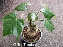 Image result for Gyrocarpus