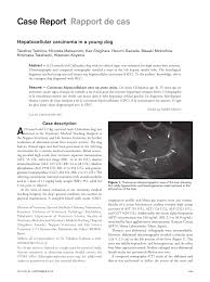 Diagnosing liver cancer in dogs. Pdf Hepatocellular Carcinoma In A Young Dog