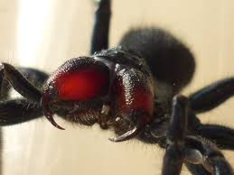 10 Most Poisonous Spiders On Earth Dangerous Spiders Poisonous Spiders Spider