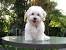 Havanese Summer Haircuts