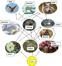 Interactive Food Web Ecology Arctic Tundra Animals Food Web Arctic Tundra