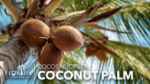 Image result for Cocos nucifera