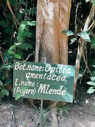 Image result for Opilia amentacea