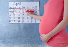 how to calculate pregnancy by months weeks trimesters