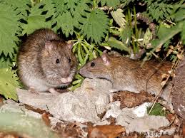 Ihre kinder und haustiere sind sicher. Wanderratte Rattus Norvegicus Kleinsaeuger At