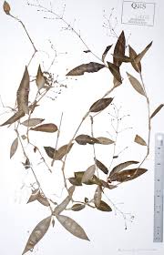 Image result for Aneilema