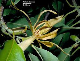 Image result for Magnoliaceae