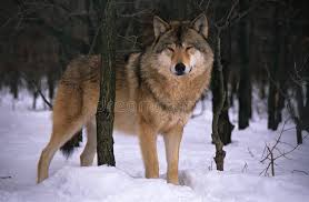 Wolf predator nature forest animal winter pack wild snow pixabay users get 20% off at istock with code pixabay20. 71 293 Wolf Fotos Kostenlose Und Royalty Free Stock Fotos Von Dreamstime