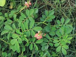 Image result for Indigofera spicata