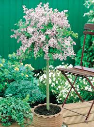 Image result for Syringa meyeri ´Palibin