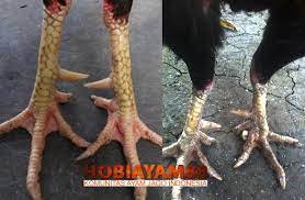 Pukulan ayam bangkok yang powerful dan keras tidak selalu dapat menumbangkan lawan, apalagi jika ayam yang menjadi baca juga: Kaki Ayam Bangkok Pukul Mati Rectangle Circle