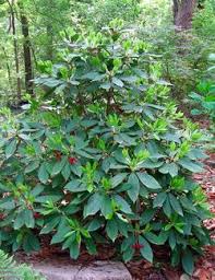 This selection features brilliant chartreuse green foliage with a light fragrance. Florida Anise Illicium Floridanum 3 Gallon Anise Shrubs Buy Plants Online Shrubs For Dry Shade Shade Shrubs Buy Plants Online