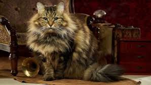 Banyak sekali jenis kucing lucu dan imut yang tersebar di seluruh penjuru dunia. Kucing Siberia 64 Gambar Keterangan Kucing Baka Siberia Apa Yang Kelihatan Seperti Anak Kucing Dan Watak Apa Yang Mereka Ada Bagaimana Untuk Memilih Makanan Untuk Orang Orang Siberia Berapa Banyak Kucing Hidup