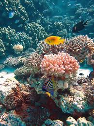 These realistic ornaments bring your aquatic environment to life with beautiful colors and themes. 900 Tropical Freshwater Coral Reef Designs Ideas Coral Reef Aquarium Fish Coral