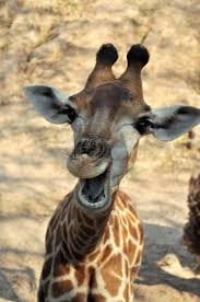 Then Elephant Saw The Mouse Omg It Was So Funny Giraffe Pictures Animals Smiling Animals