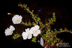 Image result for Monsonia senegalensis