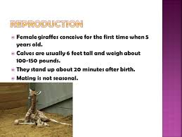 BY Kaitlin Maffett.  Kingdom: Animalia Phylum: Chordata Class: Mammalia  Order: Artiodactyla Family: Girragadae Genus species: G. Camelopardalis.