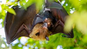 Find images of flying fox. Fruit Bats Or Flying Fox