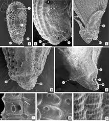 Image result for Streptopetalum serratum