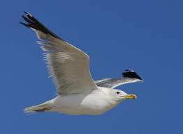 All state birds the sea gull monument in salt lake city honors the gull, who saved the people of utah by consuming the rocky mountain crickets which were destroying all the crops in 1848. Utah State Bird California Gull