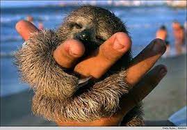 Ffffound Slothhug Jpg Jpeg Image 500x348 Pixels Baby Sloth Cute Baby Sloths Cute Sloth