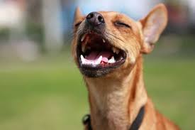 Maybe you would like to learn more about one of these? Why Does My Dog Keep Making Chewing Motions Dogdorable