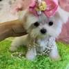 Teacup puppies for sale, teacup, tiny toy and miniature puppies for adoption and rescue from texas, tx. 1