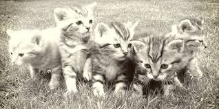 Among the most popular cat breeds are the ragdoll, maine coon, sphynx and european shorthair breeds, showing the diversity in appearance of these various cat breeds. 10 Rarest Cat Breeds In The World Rarest Org