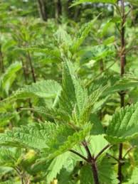 Ou plutôt la diffusion de sa recette. Purin D Orties Et Autres Pnpp Toujours Sur La Sellette