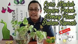 Disebabkan habitat binatang ini yang semakin. Cara Mudah Tanam Pokok Hiasan Money Plant Dalam Rumah Bersama Bro Miki Youtube